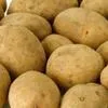  из Беларуси Семенной картофель в Великом Новгороде