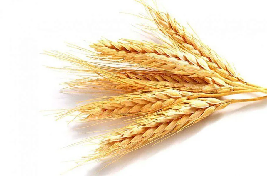 фотография продукта Закупаем  пшеницу 4  и 5 класса