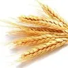 закупаем  пшеницу 4  и 5 класса в Давлеканове