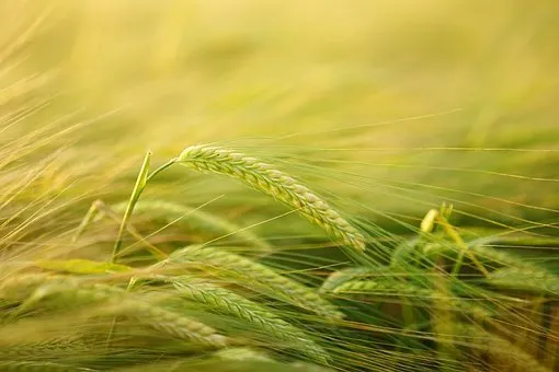 В Башкортостане намолотили более 1,1 миллиона тонн зерна 