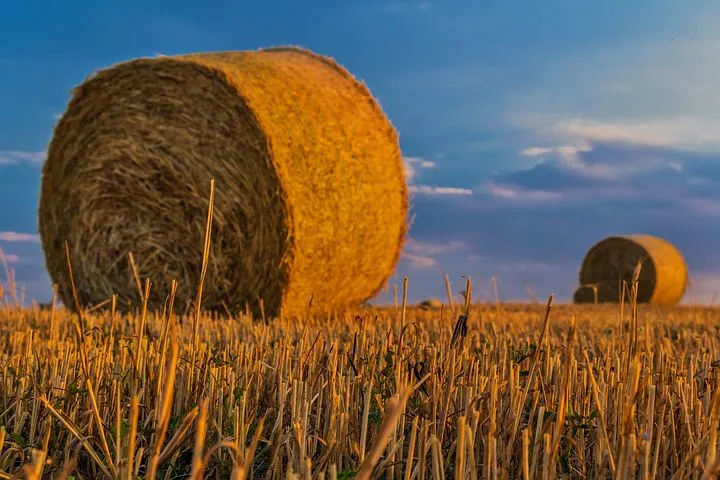 В разгар уборочной кампании на счету башкирских аграриев 1, 53 млн тонн зерна