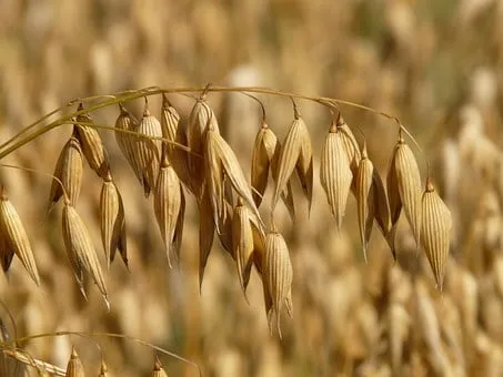 Завод по переработке зерна построят в Башкирии