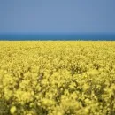 Россельхознадзор: Башкирия наращивает экспорт рапсового масла в Китай