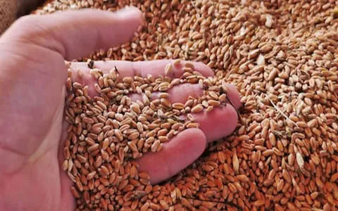 фотография продукта Пшеница 5,4,3 класс. ГОСТ